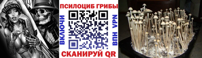 mega рабочий сайт  сколько стоит  Краснознаменск  Галлюциногенные грибы Cubensis 
